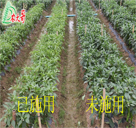 辣椒試驗(yàn)對比