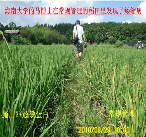 水稻黑條矮縮病對比試驗(yàn)